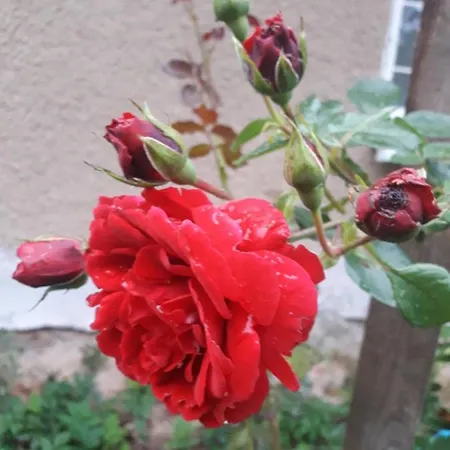 Dom Na Warmii -siedlisko Mozaika Dom wakacyjny