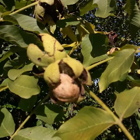 Dom wakacyjny Dom Na Warmii -siedlisko Mozaika *