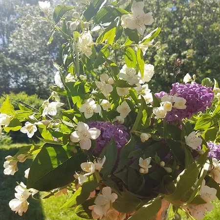 Dom Na Warmii -siedlisko Mozaika *