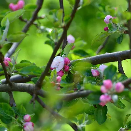 Dom Na Warmii -siedlisko Jablonka 別荘 *