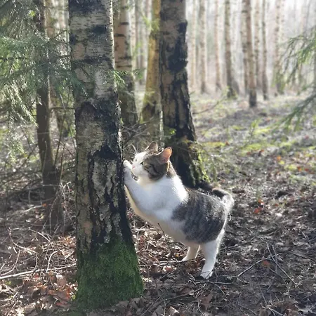 Dom Na Warmii -siedlisko Mozaika Dom wakacyjny Pieniezno