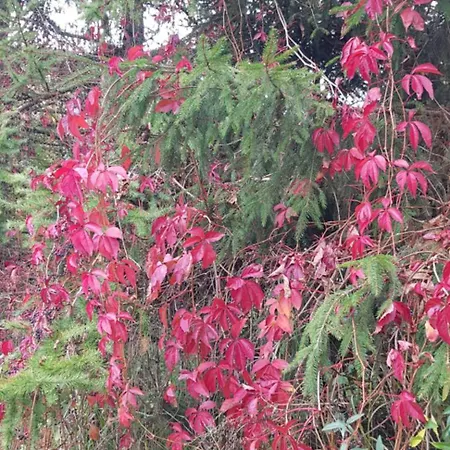 Dom Na Warmii -siedlisko Mozaika Dom wakacyjny *