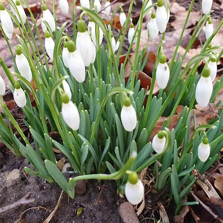 Dom Na Warmii -siedlisko Mozaika Dom wakacyjny