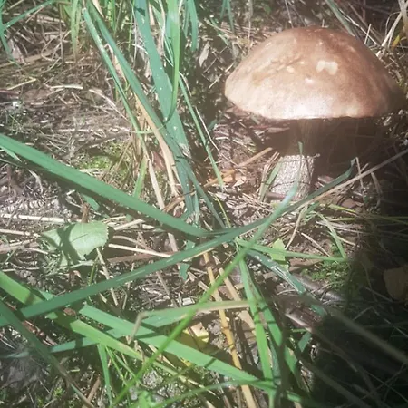 Dom Na Warmii -siedlisko Jablonka * Pieniezno